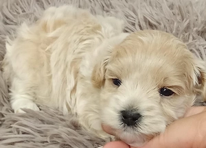 Fajtatiszta jellegű Maltipoo kisfiú kutyus szerető gazdit keres - kép 4