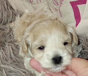 Fajtatiszta jellegű Maltipoo kisfiú kutyus szerető gazdit keres - kép 3
