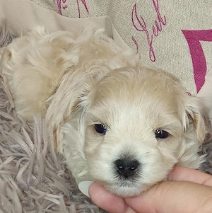 Fajtatiszta jellegű Maltipoo kisfiú kutyus szerető gazdit keres - kép 2