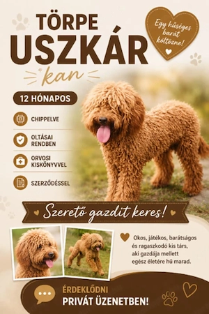 Törpe uszkár kan eladó