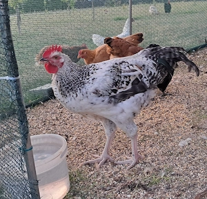 Növendék australorp keverék kakasok ingyen - kép 4
