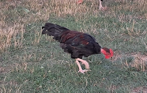 Növendék australorp keverék kakasok ingyen - kép 2