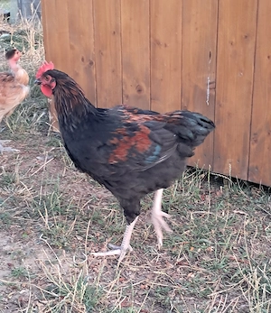 Növendék australorp keverék kakasok ingyen - kép 3