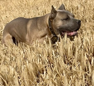 Cane Corso tenyésszemlés kan fedez HDAA, ED0 - kép 3