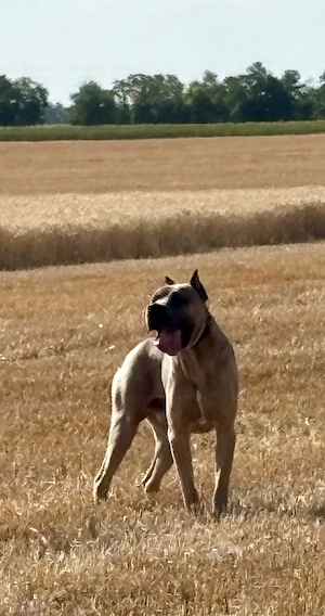 Cane Corso tenyésszemlés kan fedez HDAA, ED0 - kép 4