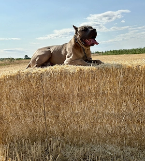 Cane Corso tenyésszemlés kan fedez HDAA, ED0 - kép 2