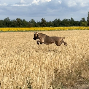 Cane Corso tenyésszemlés kan fedez HDAA, ED0 - kép 5