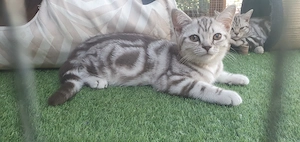 Brit rövidszőrű Tabby cicák  - kép 2