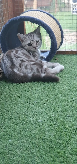 Brit rövidszőrű Tabby cicák  - kép 4