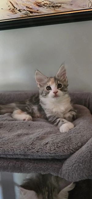Maine Coon Cica szerető otthont keres! - kép 2