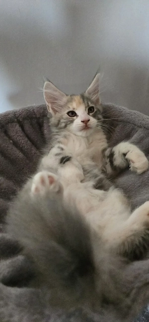 Maine Coon Cica szerető otthont keres! - kép 3