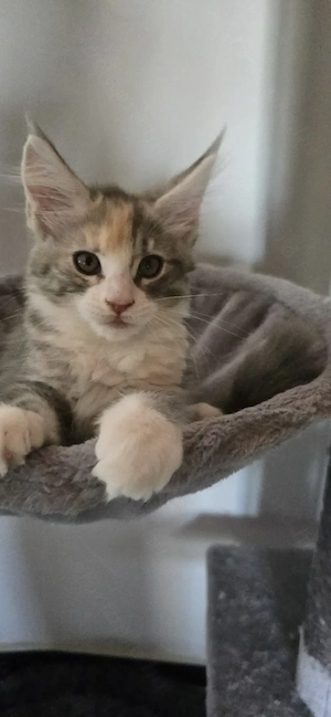 Maine Coon Cica szerető otthont keres! - kép 4