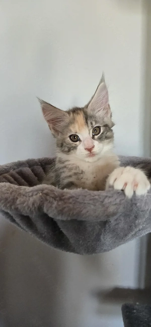 Maine Coon Cica szerető otthont keres! - kép 5