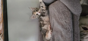 Maine Coon Cica szerető otthont keres! - kép 6