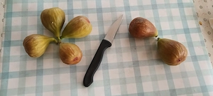 Füge csemeték eladók Sülysápon - kép 8
