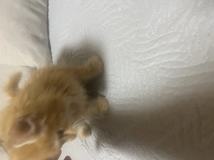Maine Coon kislány cica - kép 3