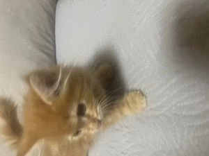 Maine Coon kislány cica - kép 2