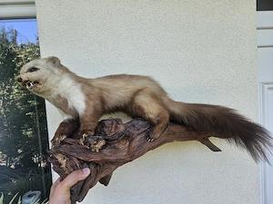 Kitömött állatok eladó! - kép 4