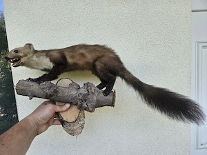 Kitömött állatok eladó! - kép 5