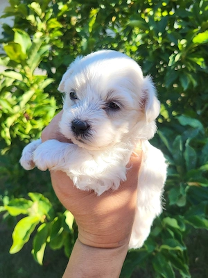 Bichon Havanase  - kép 3