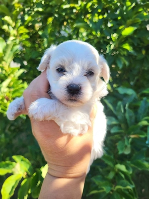 Bichon Havanase  - kép 2
