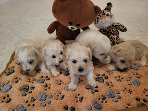 Bichon Havanase - kép 3