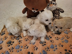 Bichon Havanase