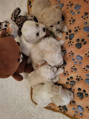 Bichon Havanase - kép 4