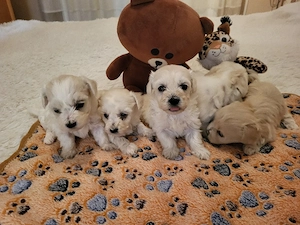 Bichon Havanase - kép 2
