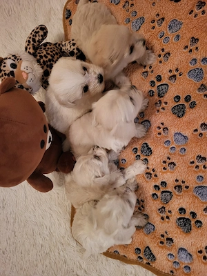 Bichon Havanase - kép 5