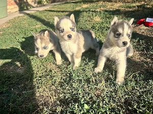 Husky kisfiúk