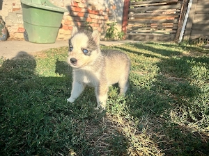 Husky kisfiúk - kép 4