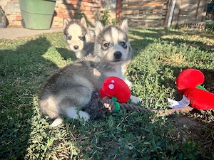 Husky kisfiúk - kép 3