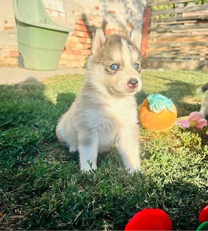Husky kisfiúk - kép 2