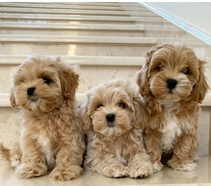 Maltipoo kölykök 