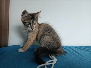 Törzskönyvezett szülőktől Maine coon  - kép 5