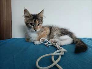 Törzskönyvezett szülőktől Maine coon  - kép 2