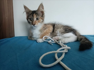 Törzskönyvezett szülőktől Maine coon  - kép 4