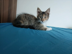 Törzskönyvezett szülőktől Maine coon  - kép 6