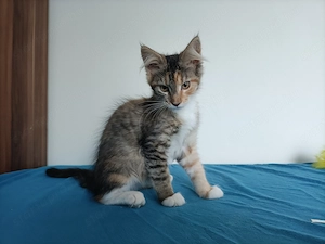 Törzskönyvezett szülőktől Maine coon  - kép 8