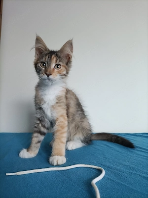 Törzskönyvezett szülőktől Maine coon  - kép 7