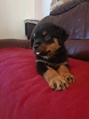 Rottweiler szuka kiskutya - kép 2