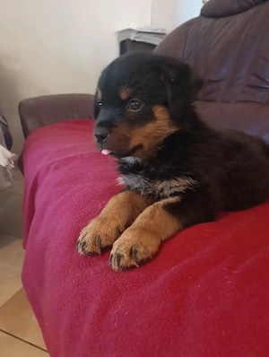 Rottweiler szuka kiskutya - kép 4
