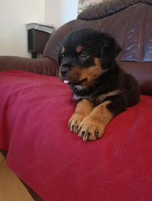 Rottweiler szuka kiskutya - kép 3