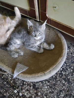Maine coone cica fiú gazdit keres