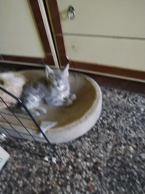 Maine coone cica fiú gazdit keres - kép 2