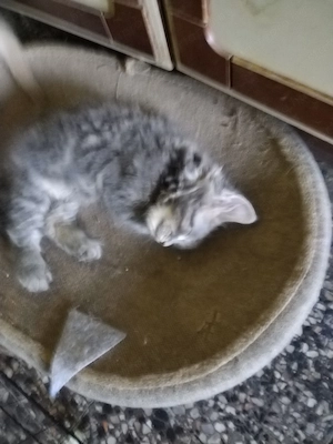 Maine coone cica fiú gazdit keres - kép 3