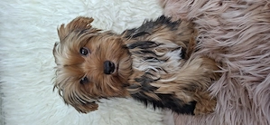 Colorful Yorkshire Terrier - kép 2