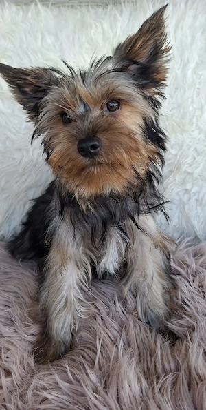 Colorful Yorkshire Terrier - kép 3