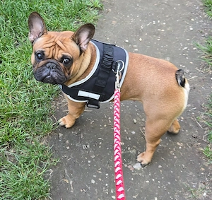 Eladó törzskönyes francia bulldog lány!